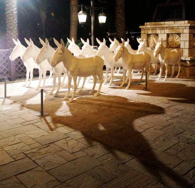 ehsan ul haq's 12 donkeys,