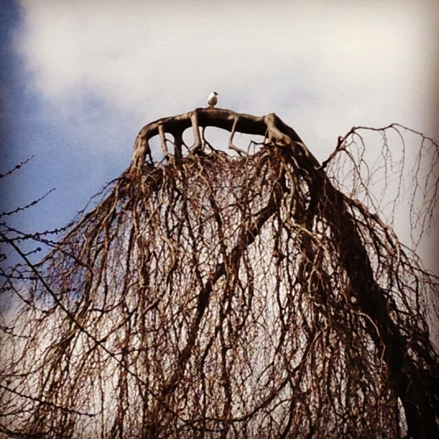 the first morning we spent a relaxed day in hyde park, like true londoners, but truer tourists