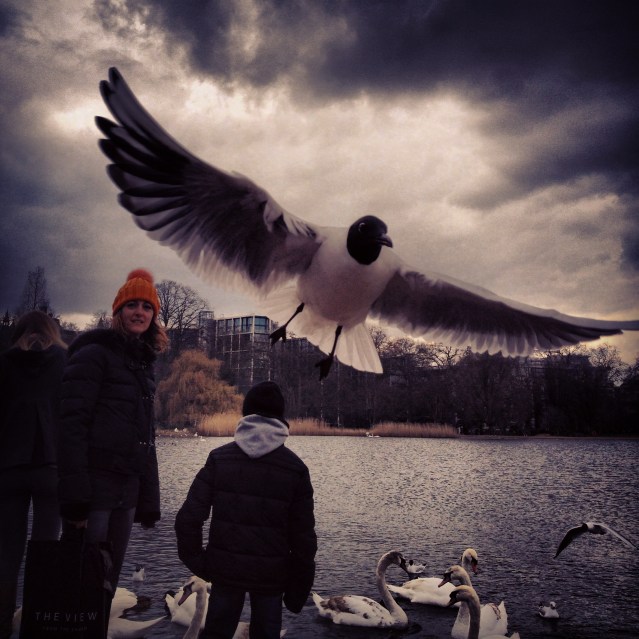 not a place for those with a bird phobia