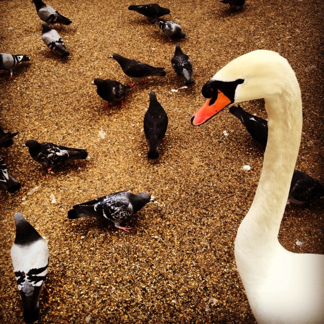 we have millions of pigeons in kuwait but not fat ones like this. and not ones that mingle with swans