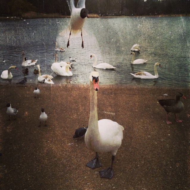these seagulls just hover boldly in front of people they suspect have a little snack for them. i actually saw a one-legged seagull. i think i was too mesmerized to take a photo
