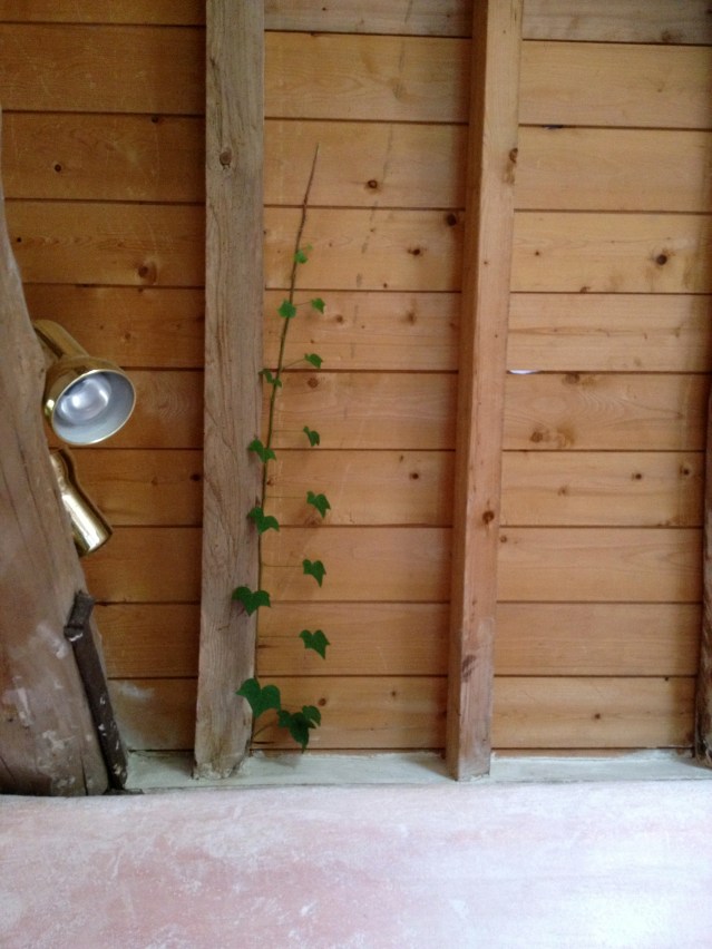 and look at this. isn't it the most charming thing you've ever seen? a vine wants to share my bedroom