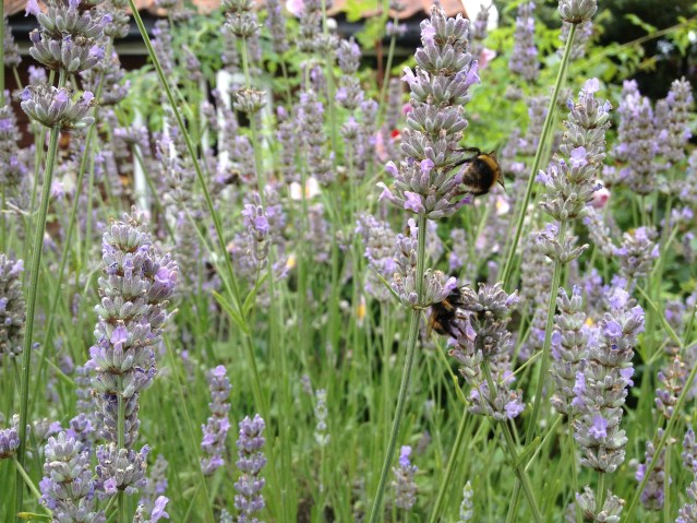 i've been trying to get my hands on some lavender sprigs but the bees in this garden are as large as tiny buffalos. 