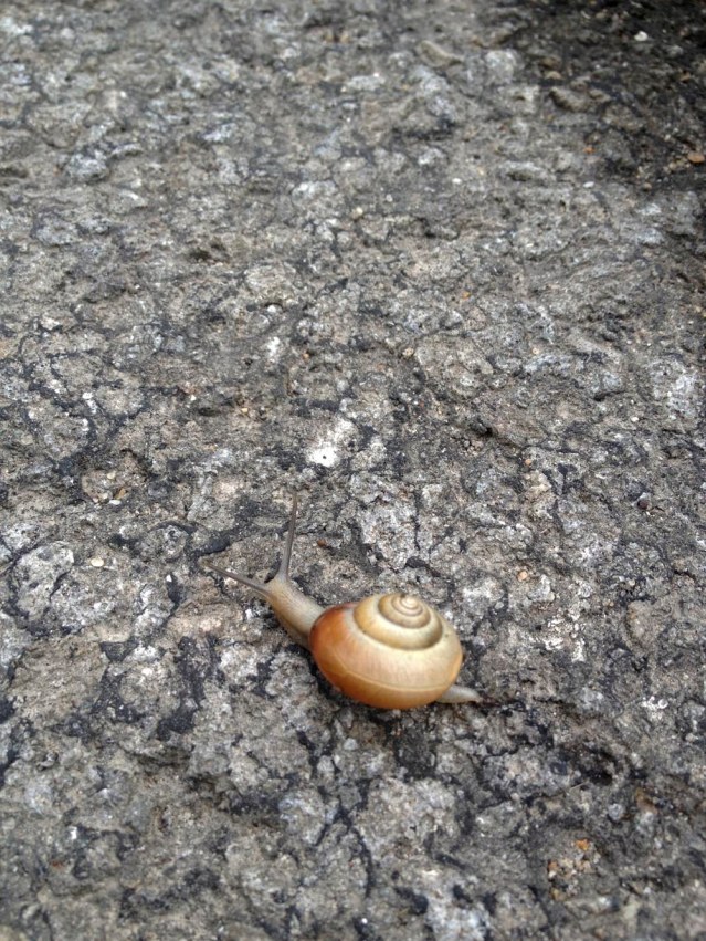 hello snail. it's funny because i was in such a hurry to take a photo of this snail and then stopped and thought: it's going to take forever for this guy to dodge the photo. i'm fine to take my time