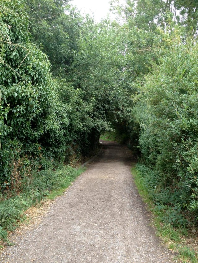footpath through the woods