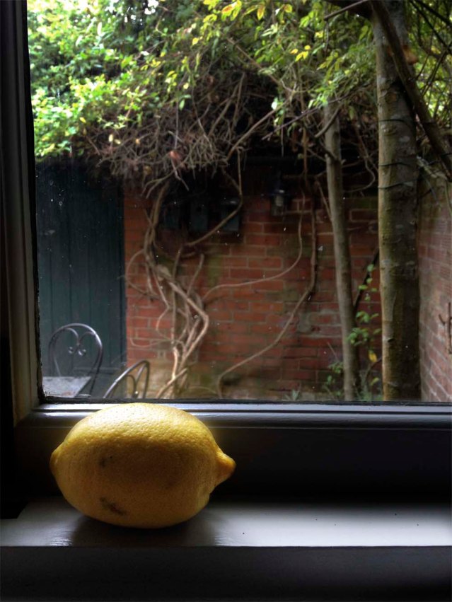 and this lemon looking out onto the garden