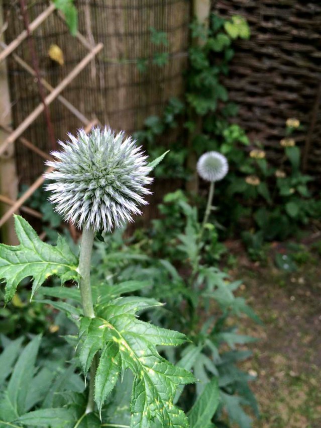 two thistles say hello