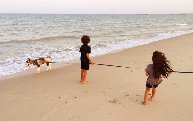 kiki and yousef play tug of war with rocko the sheered husky