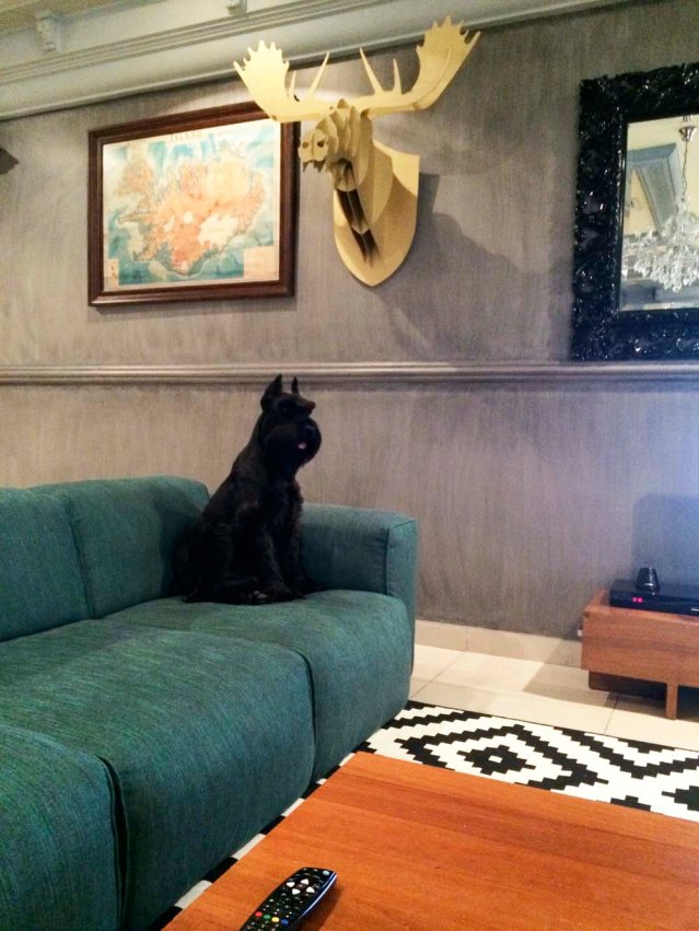 at jana and mo's teton sits obediently