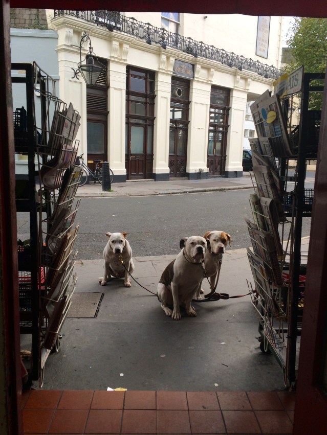 these three dogs were so adorable