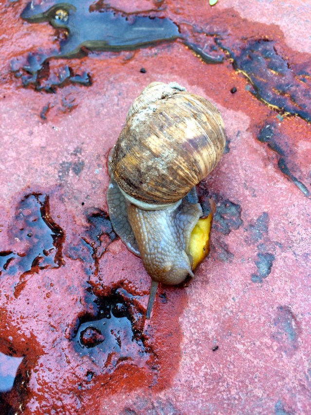 a snail