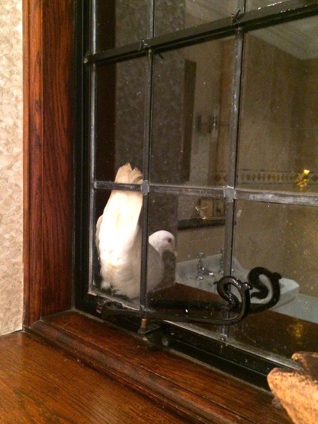 a dove outside my bathroom window