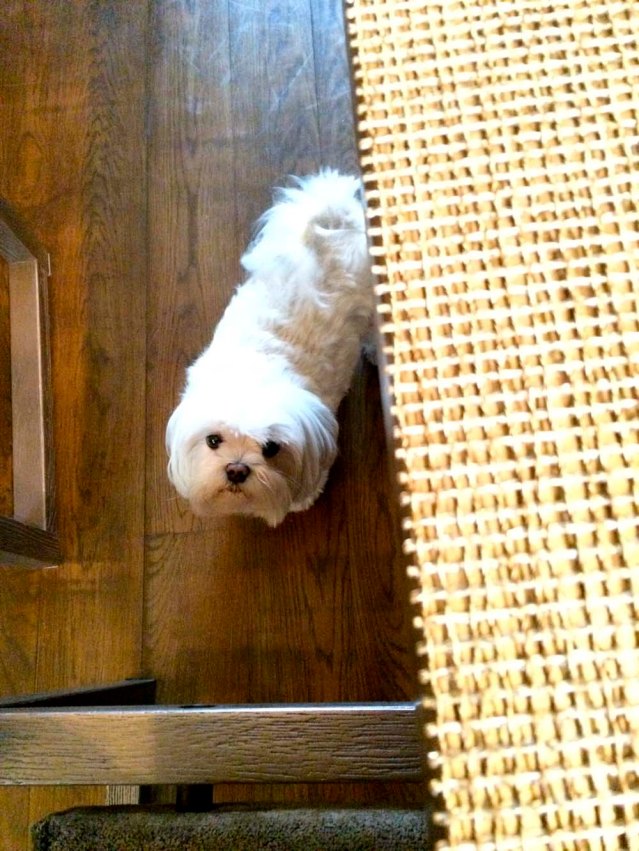 roxy wants some brocolli