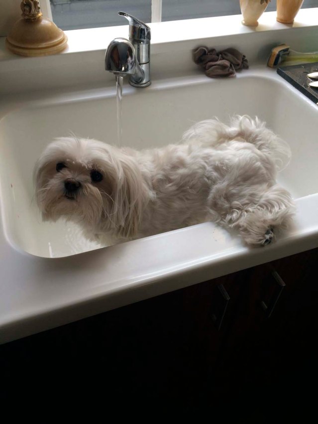 after it's a bath for roxy. she doesn't need a leg-up, she already has one