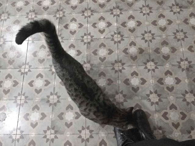 back at david and hussein's we're greeted by hoss