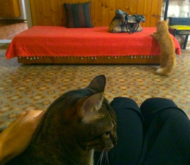 chopicom is curious too