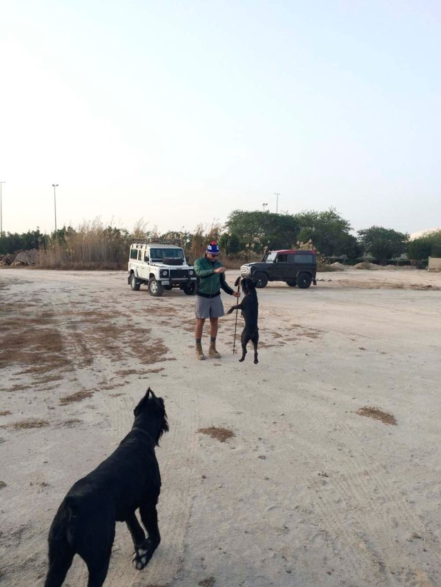 the dogs always in action