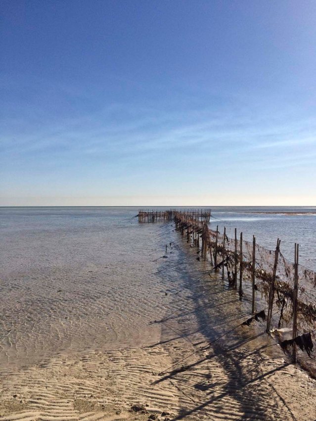 ebb tide and squid traps
