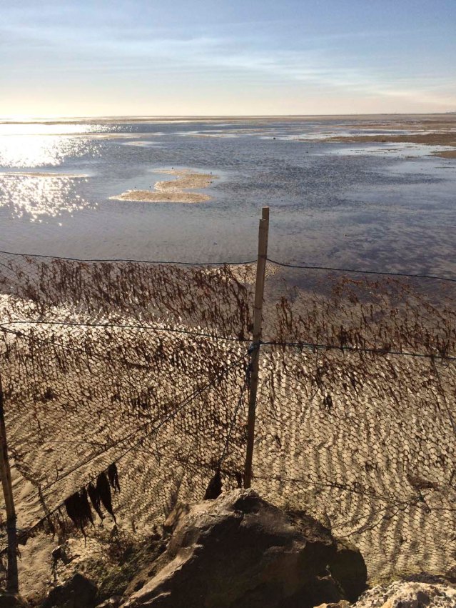 how many fishies have you caught?