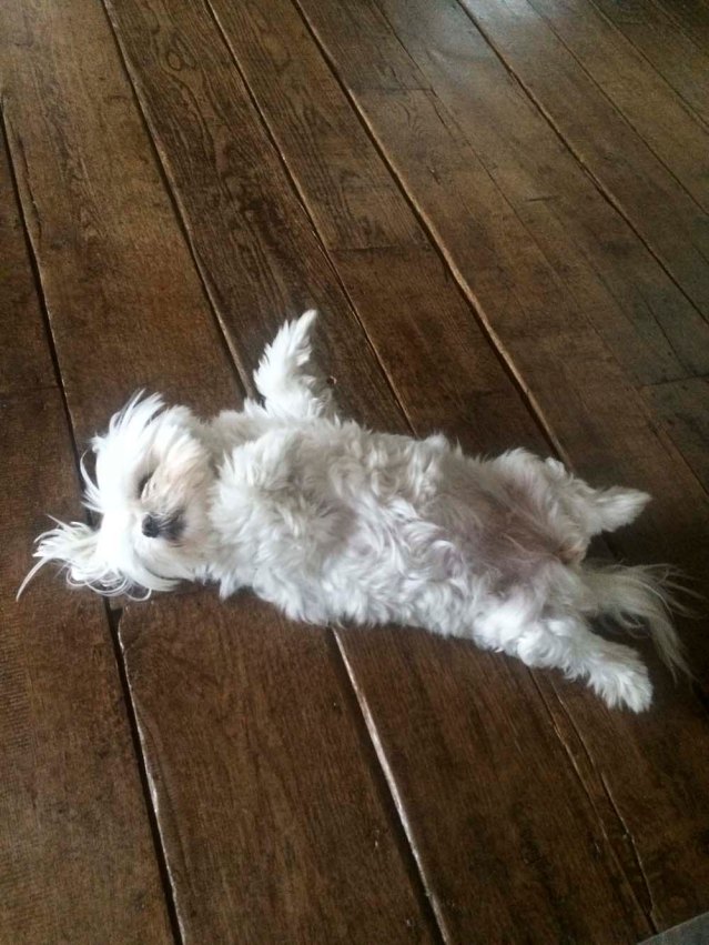 i always miss this little one. this is how roxie spends her afternoons these days