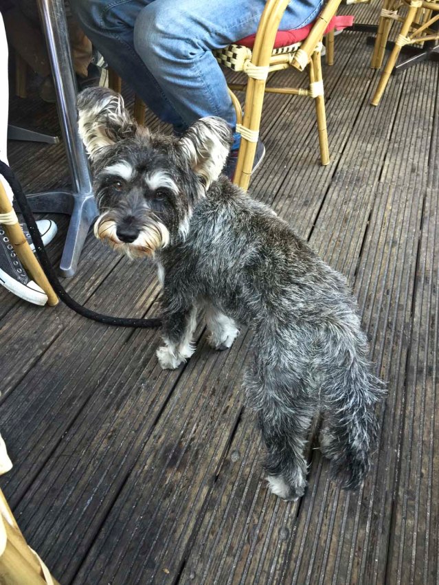 at the lebanese restaurant/sheesha place we meet this friendly miniature schnauzer named barkley