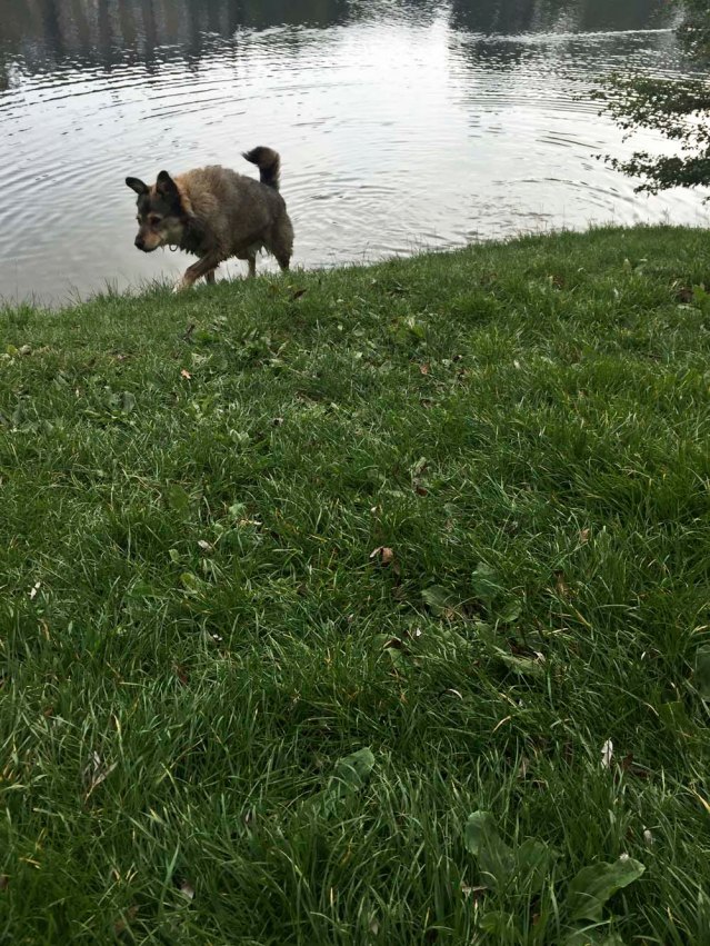 I enjoy watching the dogs refresh themselves in this icy lake. it's saturday morning and i can hear the circus just a few hundred feet away